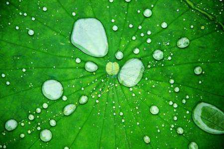 澳達(dá)荷葉疏水助劑 澳達(dá)荷葉疏水助劑